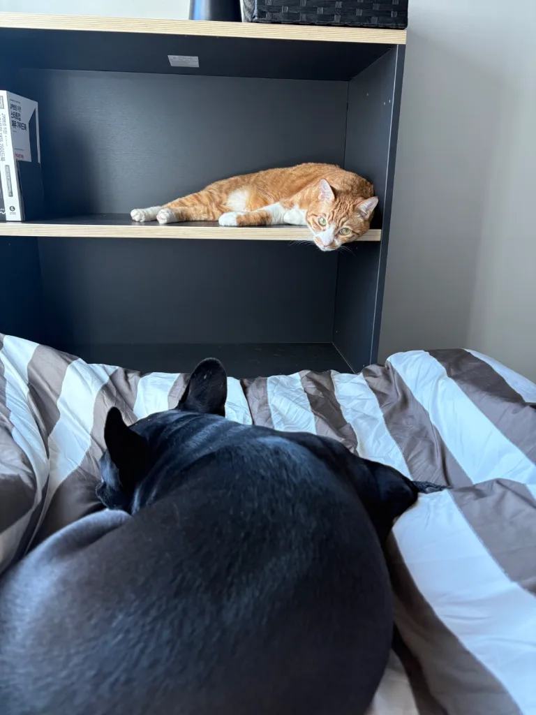 고냥이