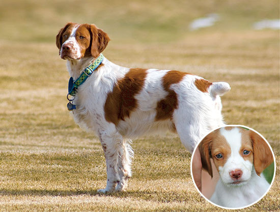 Brittany Spaniel