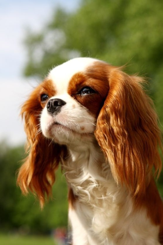 Cavalier King Charles Spaniel
