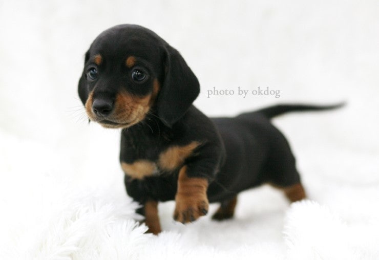 Dachshund