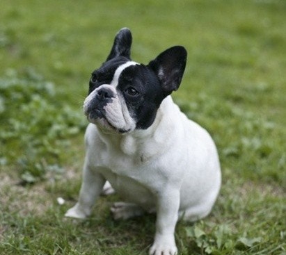 French Bulldog