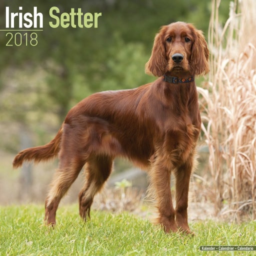 Irish Setter