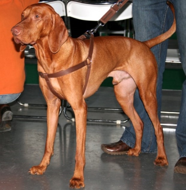 Vizsla